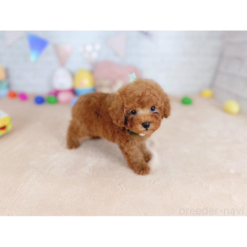 販売中の北海道のトイプードル-449418の5枚目