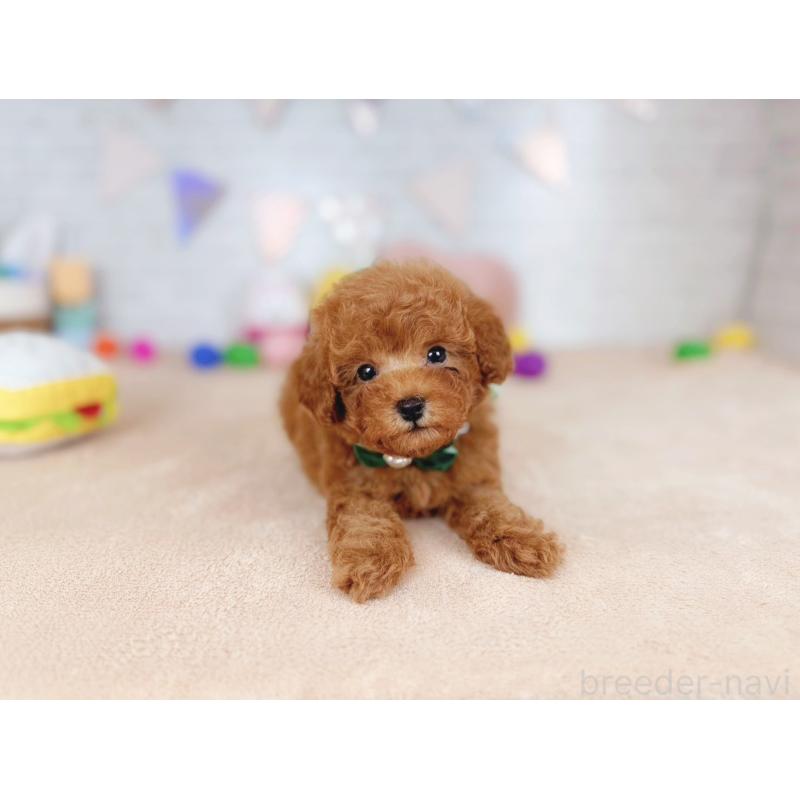 販売中の北海道のトイプードル-449418の4枚目