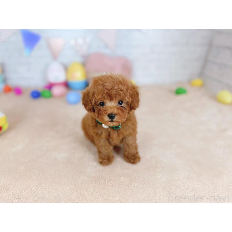 販売中の北海道のトイプードル-449418の3枚目