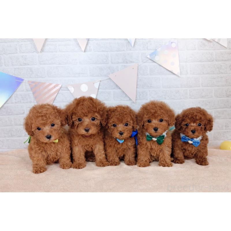 販売中の北海道のトイプードル-449418の2枚目