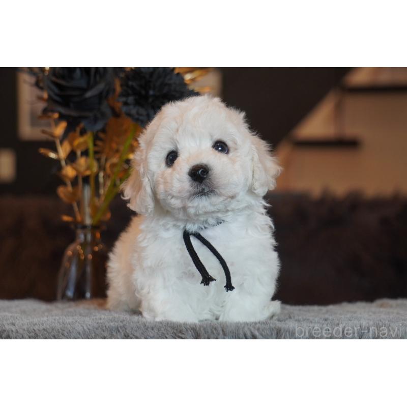 販売中の岐阜県のビションフリーゼ-449419の6枚目