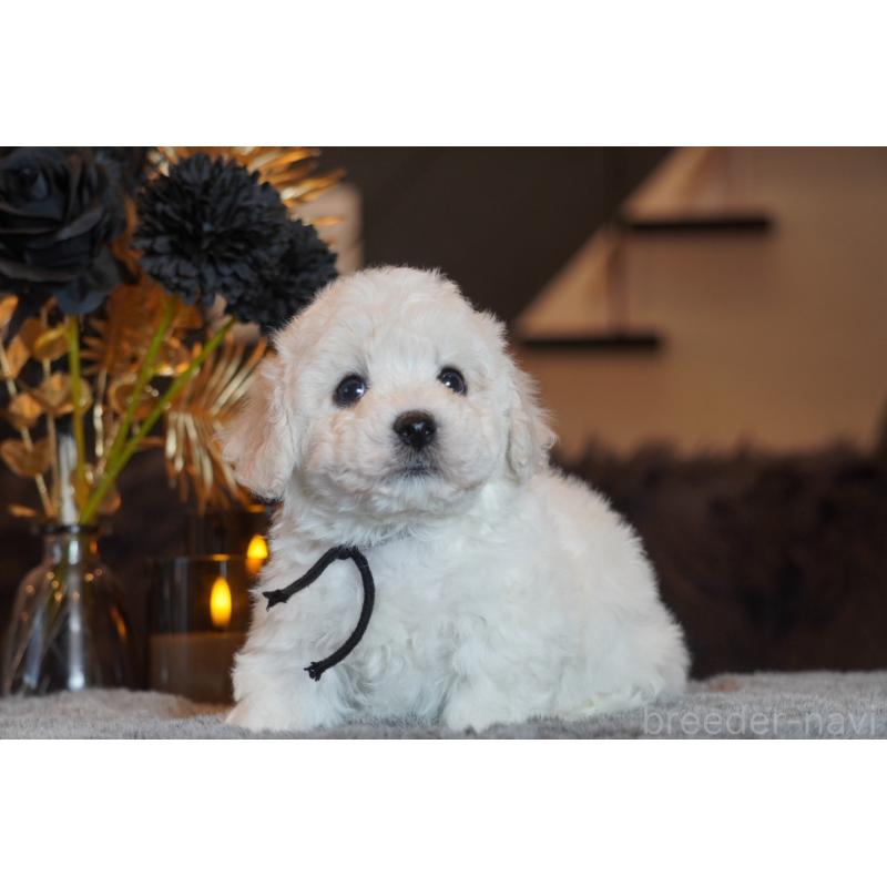 販売中の岐阜県のビションフリーゼ-449419の3枚目