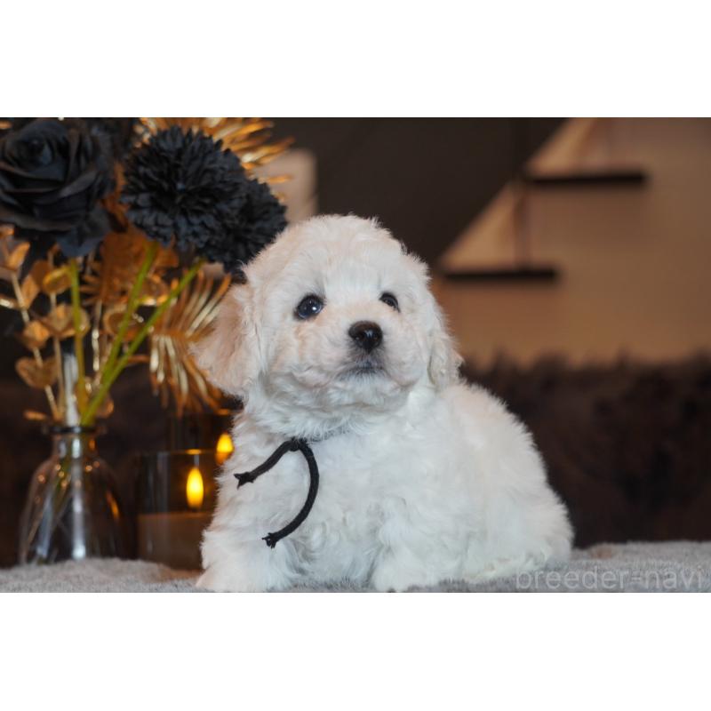 販売中の岐阜県のビションフリーゼ-449419の2枚目