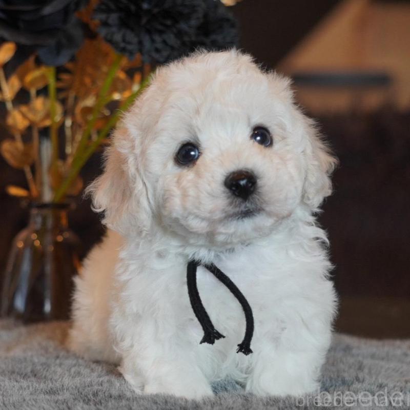 販売中の岐阜県のビションフリーゼ-449419の1枚目