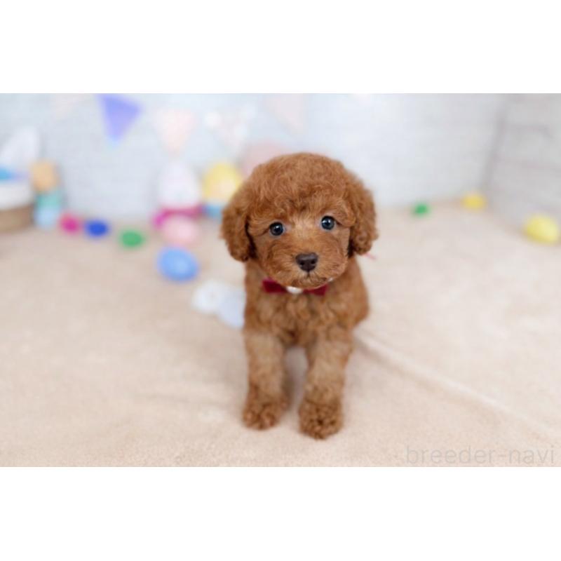 販売中の北海道のトイプードル-449420の4枚目