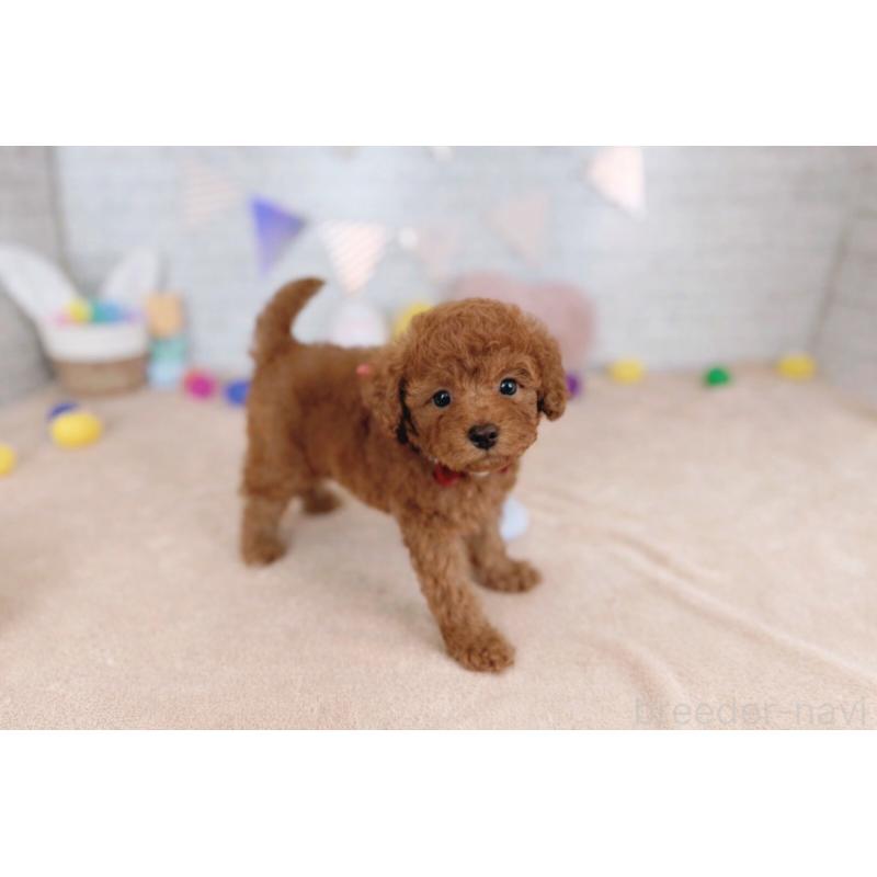 販売中の北海道のトイプードル-449420の3枚目