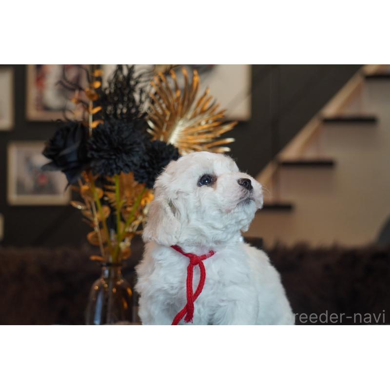 販売中の岐阜県のビションフリーゼ-449421の8枚目