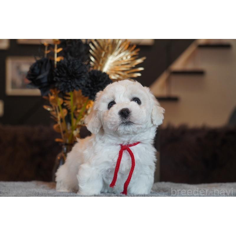 販売中の岐阜県のビションフリーゼ-449421の6枚目