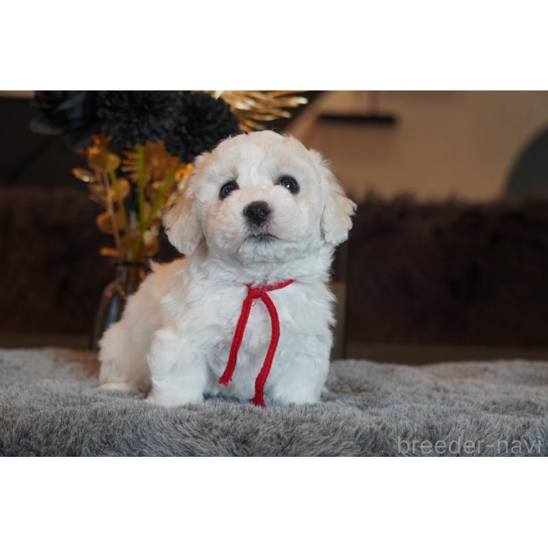 販売中の岐阜県のビションフリーゼ-449421の5枚目