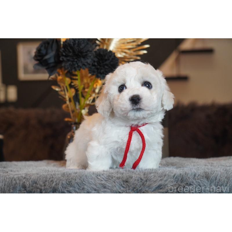 販売中の岐阜県のビションフリーゼ-449421の4枚目