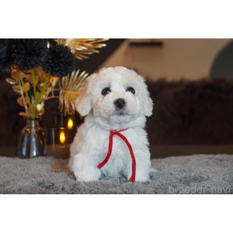 販売中の岐阜県のビションフリーゼ-449421の3枚目