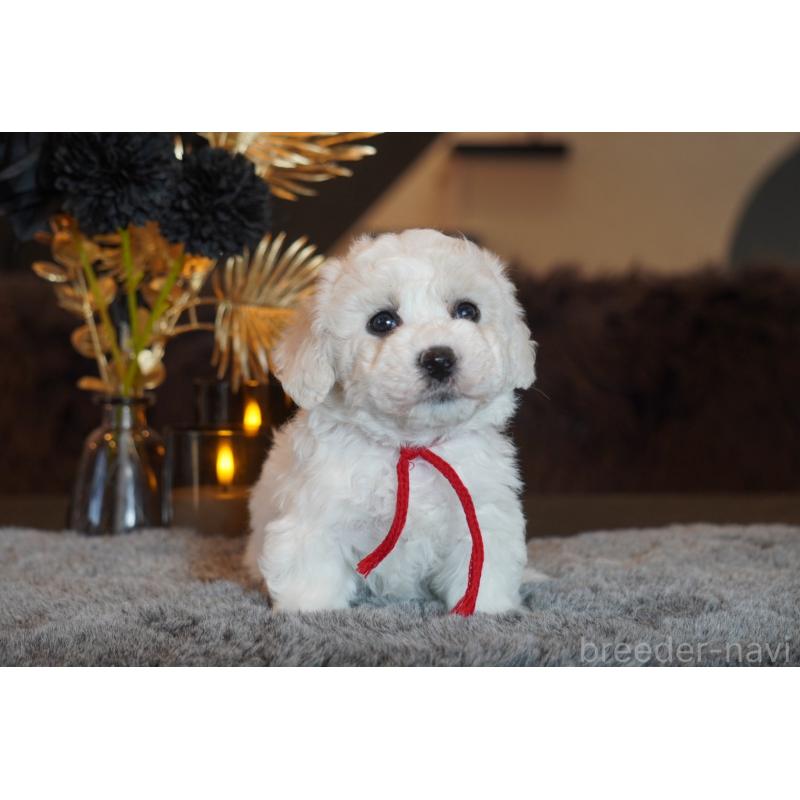 販売中の岐阜県のビションフリーゼ-449421の2枚目