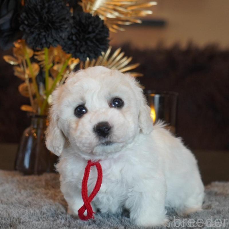 販売中の岐阜県のビションフリーゼ-449421