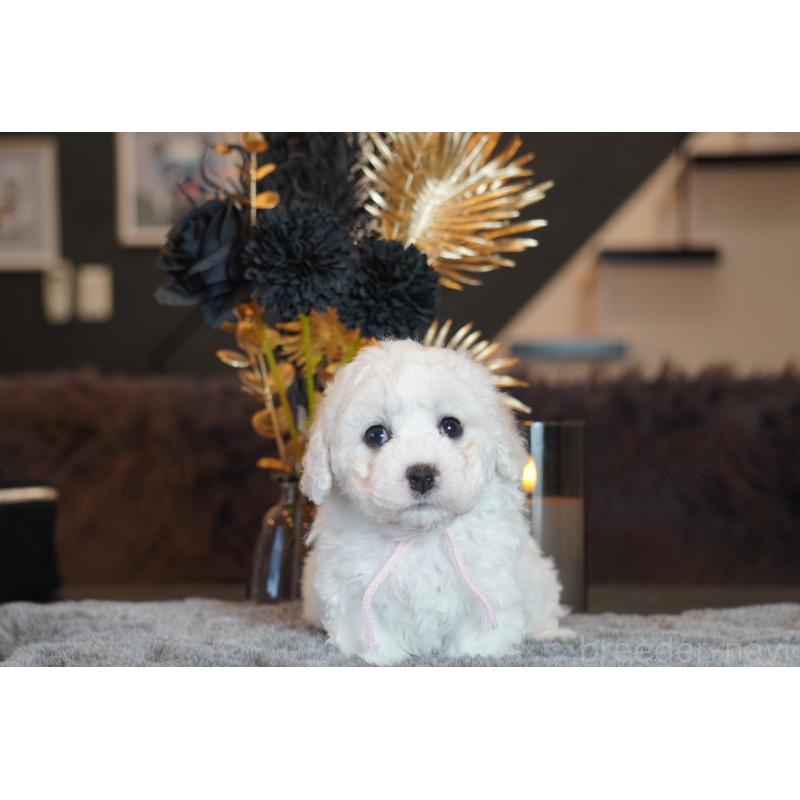 販売中の岐阜県のビションフリーゼ-449422の5枚目