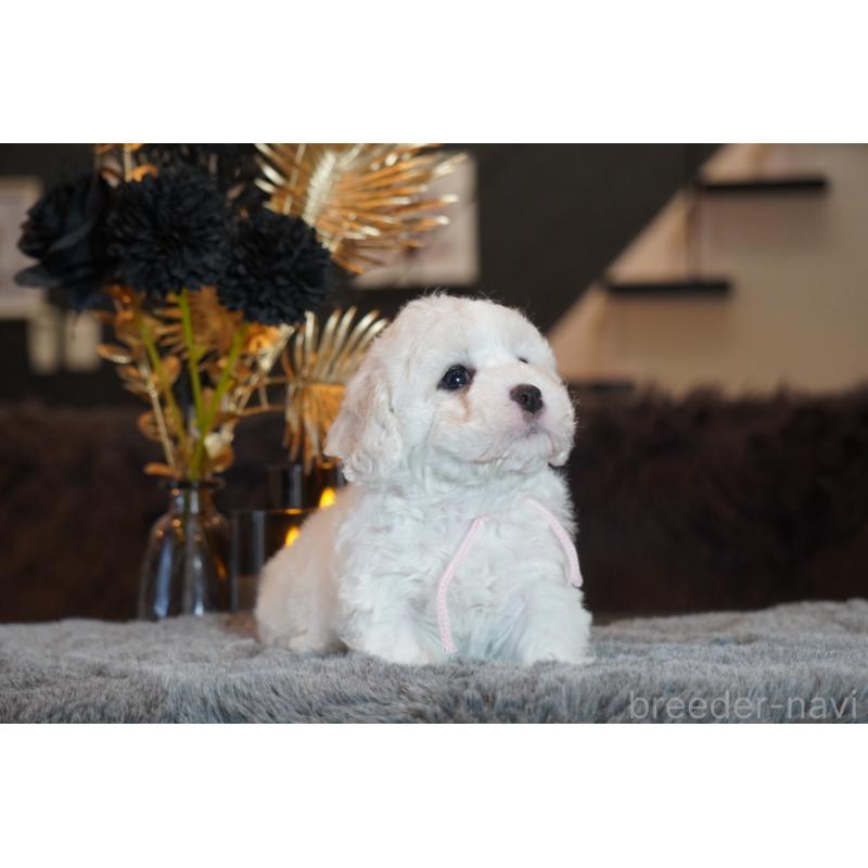 販売中の岐阜県のビションフリーゼ-449422の4枚目