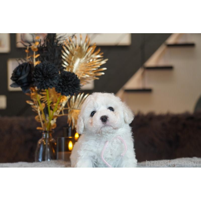 販売中の岐阜県のビションフリーゼ-449422の3枚目