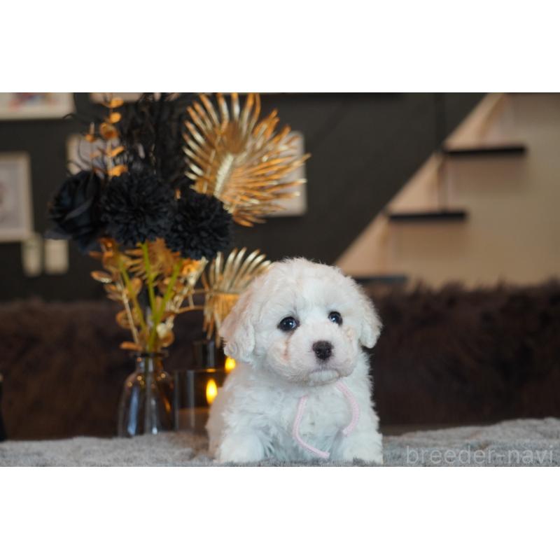 販売中の岐阜県のビションフリーゼ-449422の2枚目