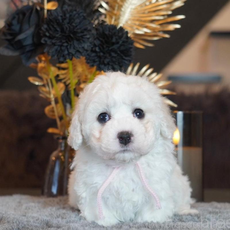 販売中の岐阜県のビションフリーゼ-449422