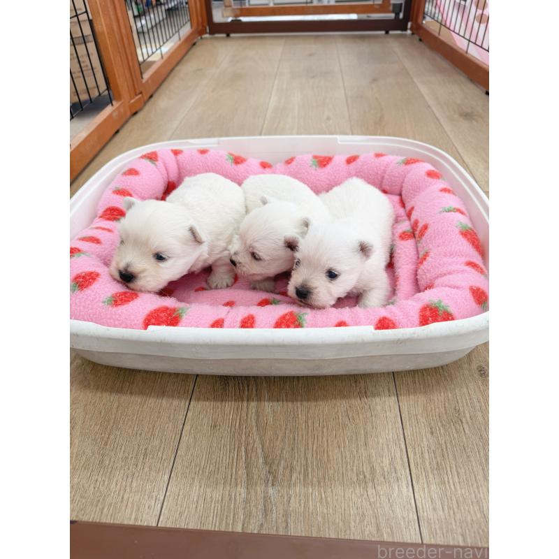 販売中の北海道のウエストハイランドホワイトテリア(ウエスティ)-449423の3枚目