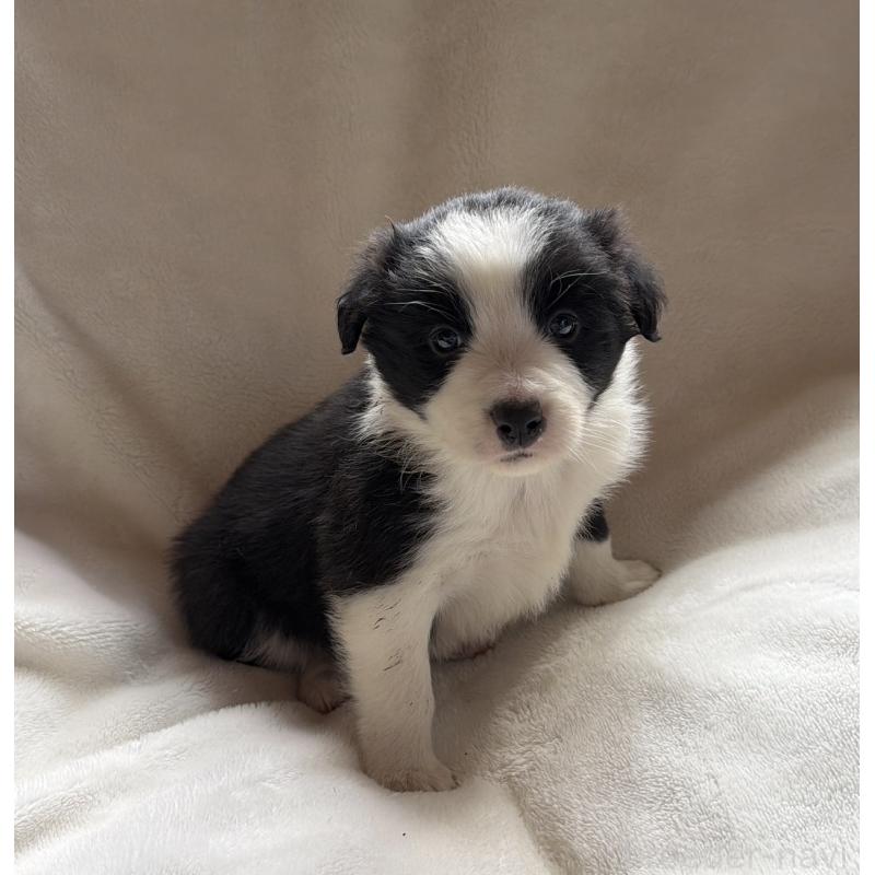 販売中の山口県のボーダーコリー-449424の5枚目