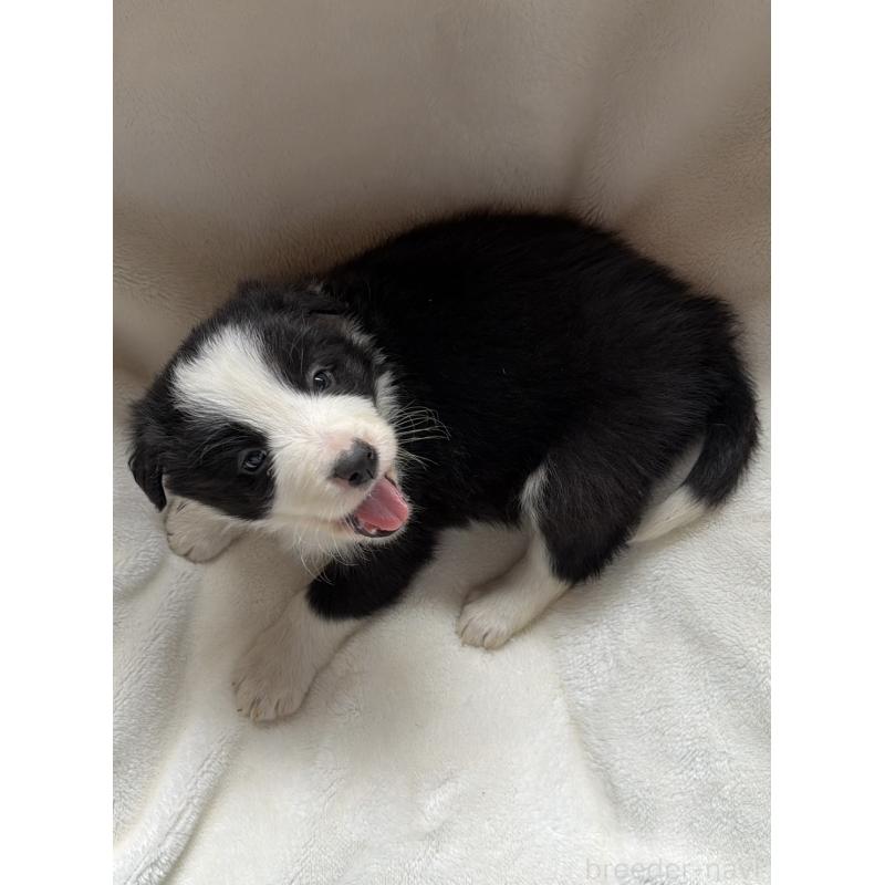 販売中の山口県のボーダーコリー-449424の3枚目