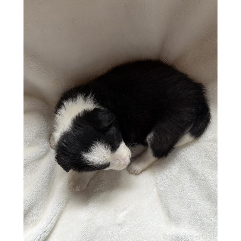 販売中の山口県のボーダーコリー-449424の2枚目