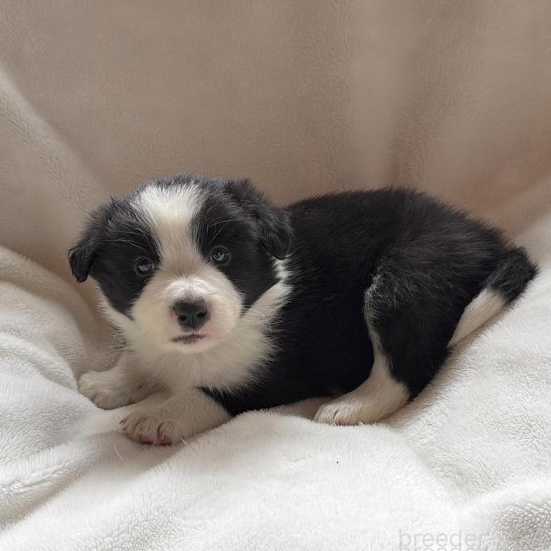 販売中の山口県のボーダーコリー-449424の1枚目