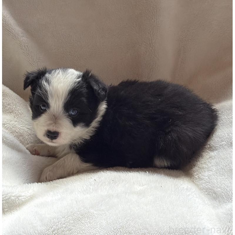 販売中の山口県のボーダーコリー-449425の5枚目