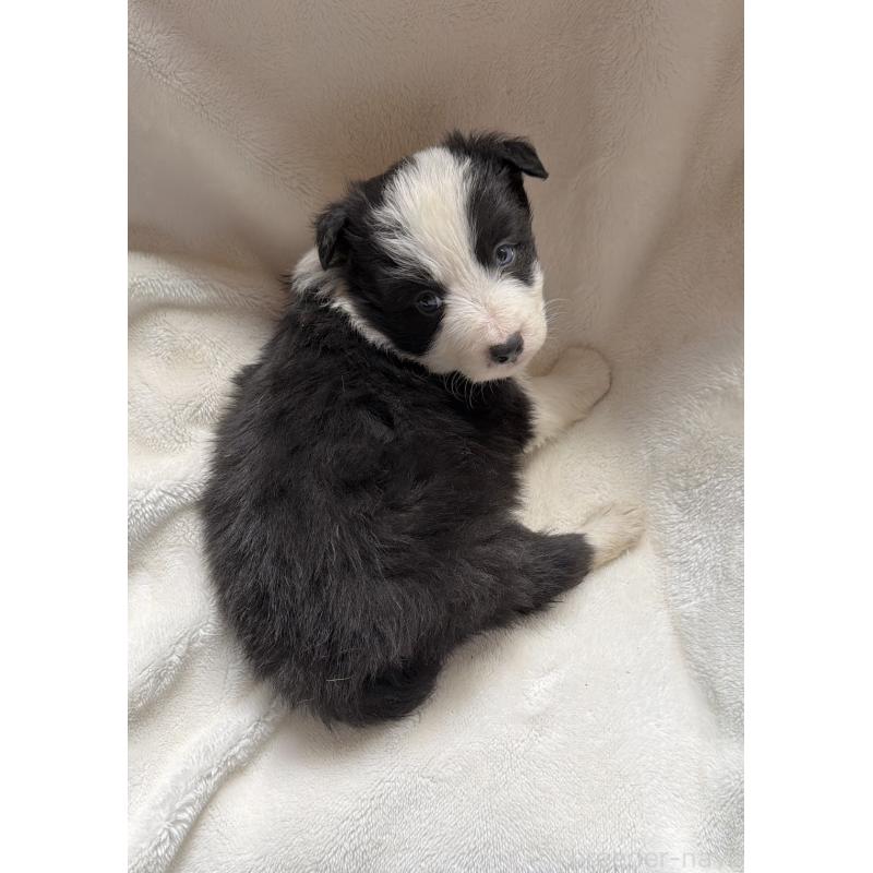 販売中の山口県のボーダーコリー-449425の4枚目