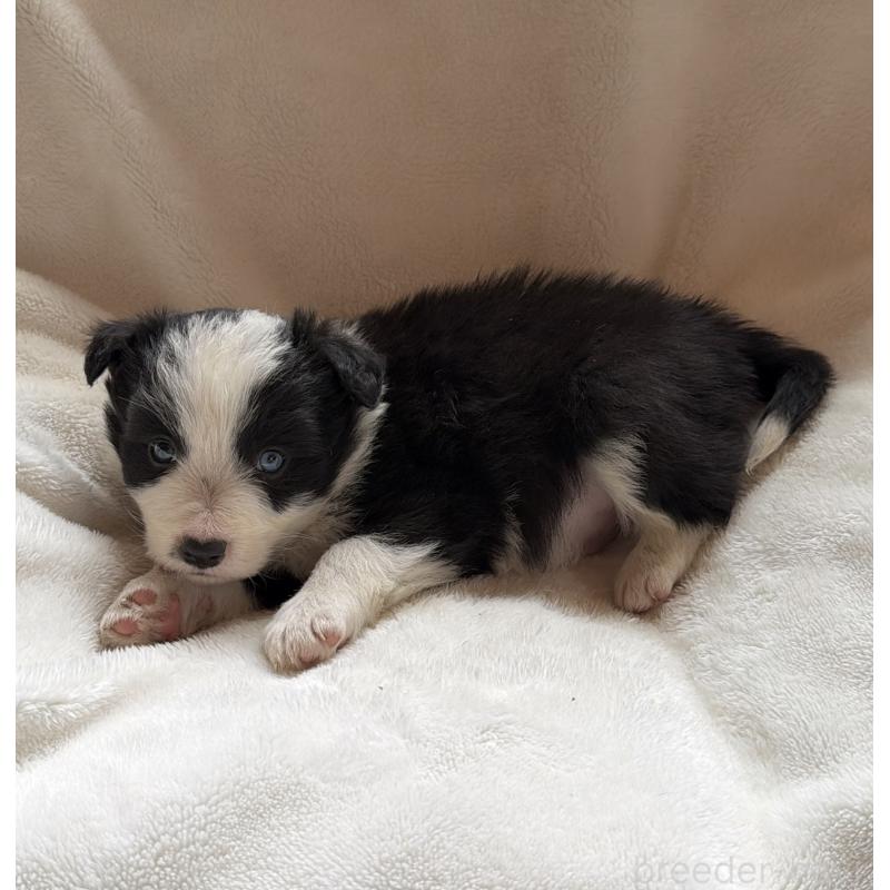 販売中の山口県のボーダーコリー-449425の3枚目