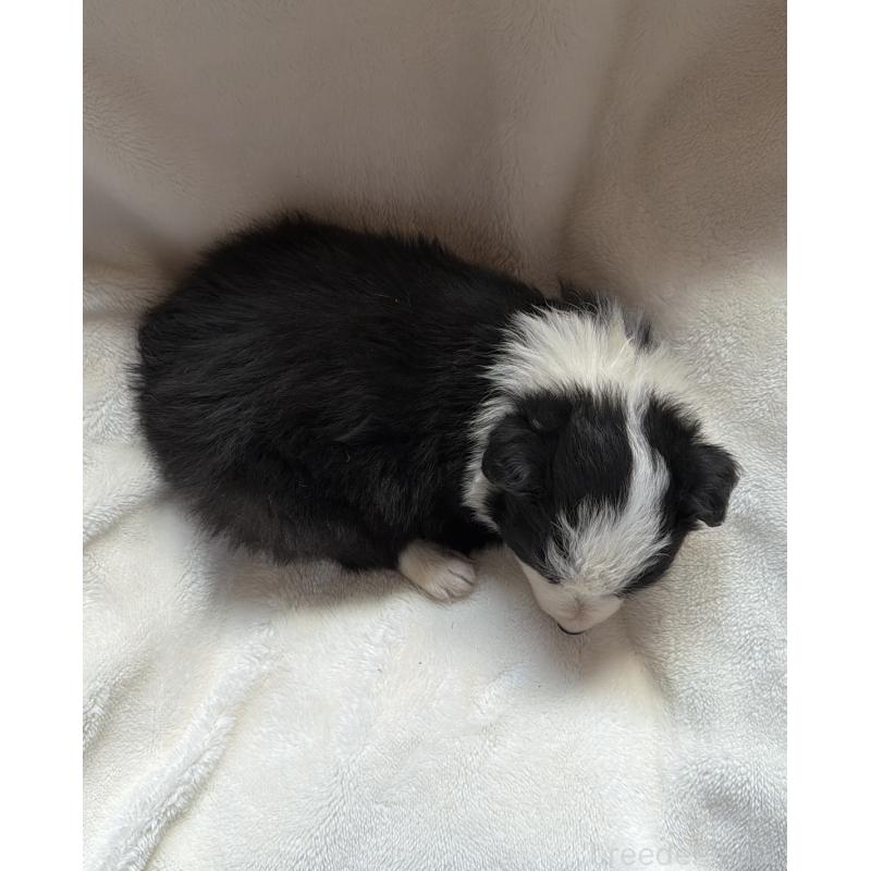 販売中の山口県のボーダーコリー-449425の2枚目