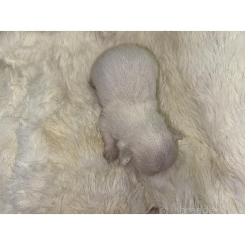 販売中の福岡県のポメチワ:ポメラニアン×チワワ-449427の4枚目