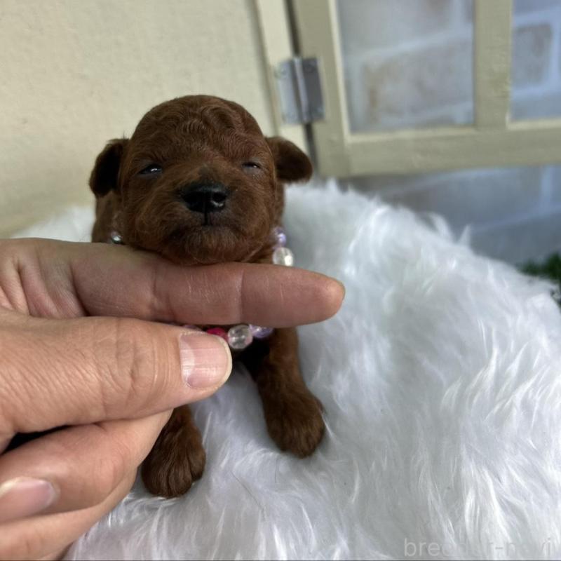 販売中の北海道のトイプードル-449426の9枚目