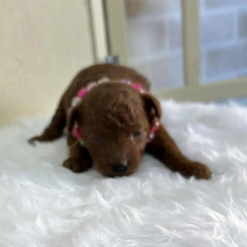 販売中の北海道のトイプードル-449426の8枚目