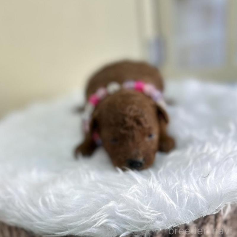 販売中の北海道のトイプードル-449426の7枚目