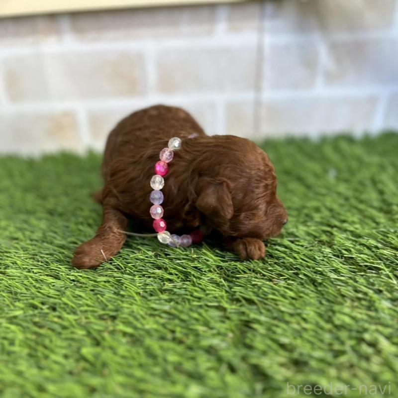 販売中の北海道のトイプードル-449426の6枚目