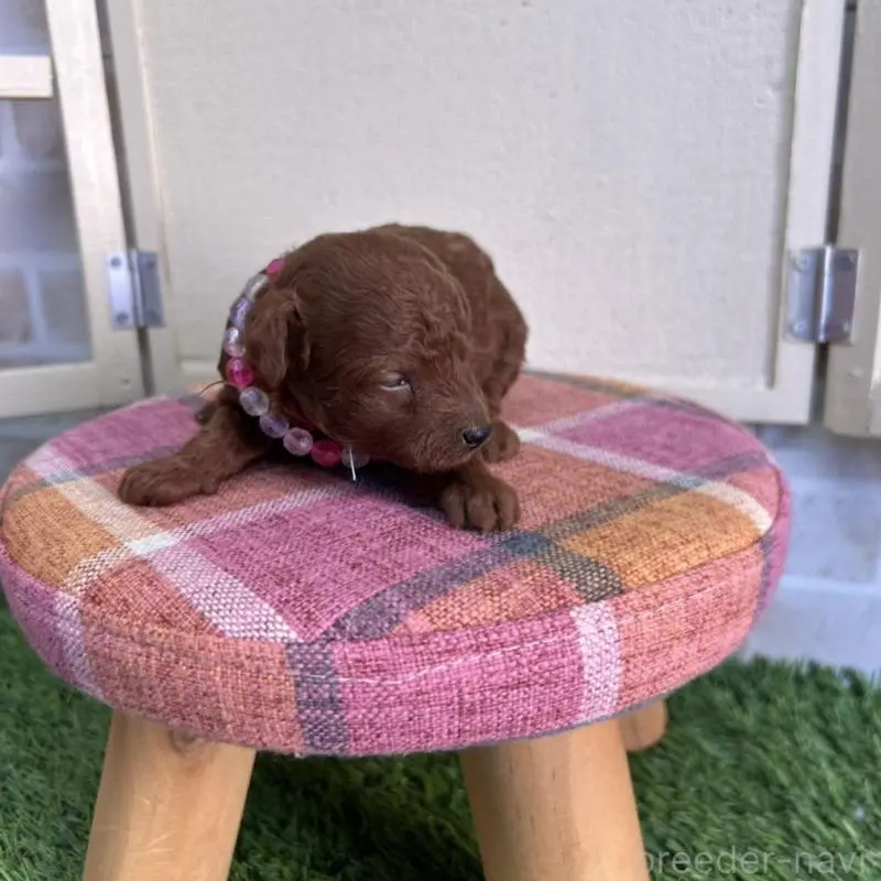 販売中の北海道のトイプードル-449426の5枚目