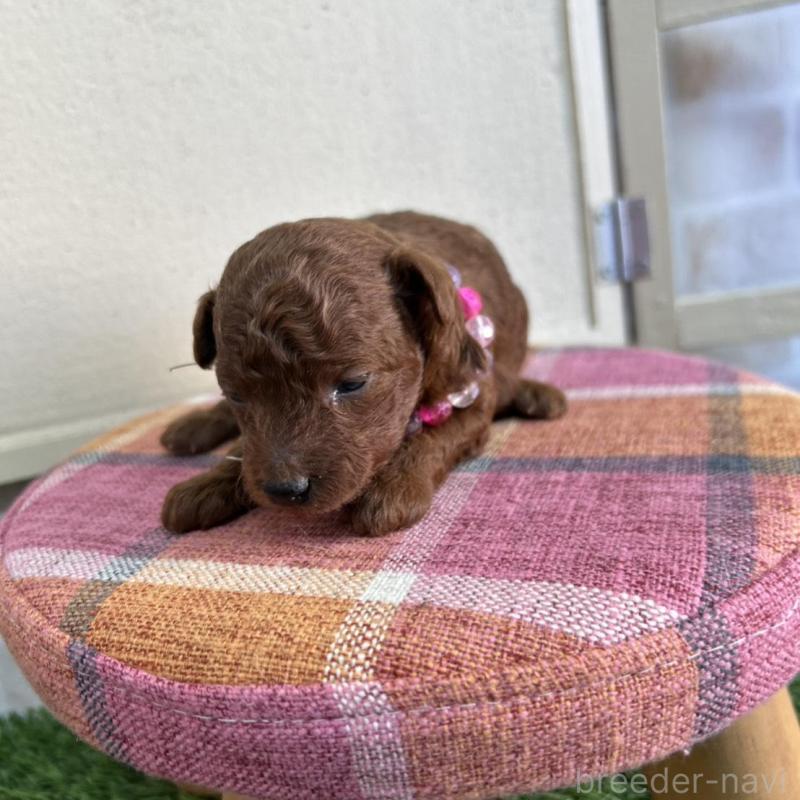 販売中の北海道のトイプードル-449426の4枚目