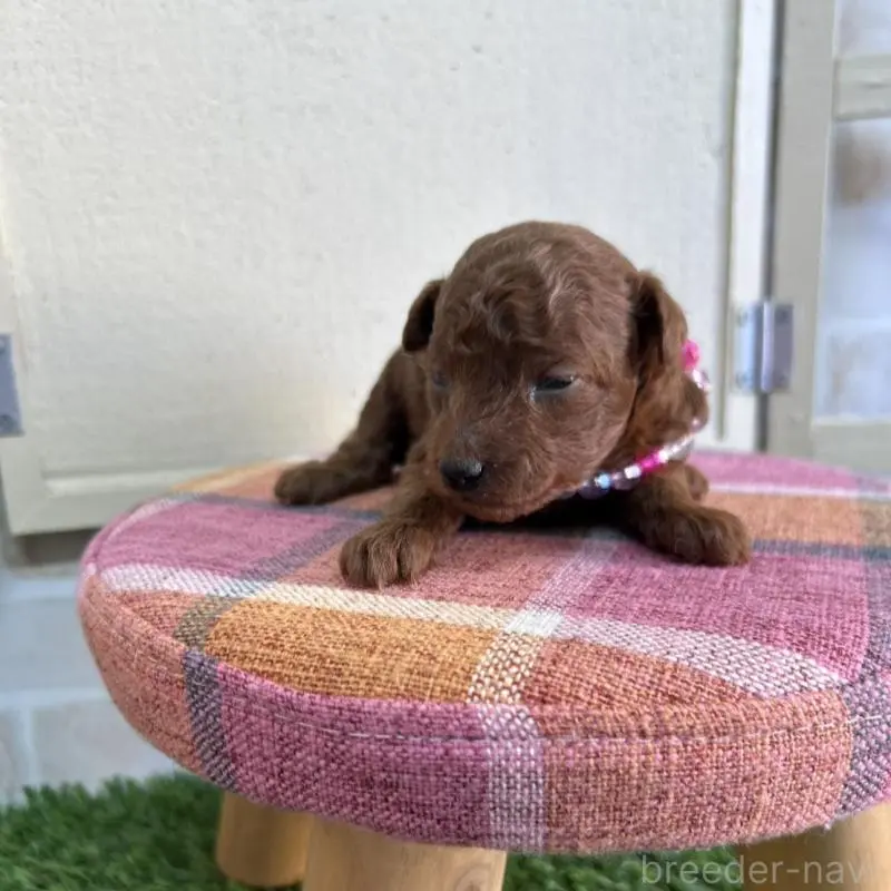 販売中の北海道のトイプードル-449426の3枚目