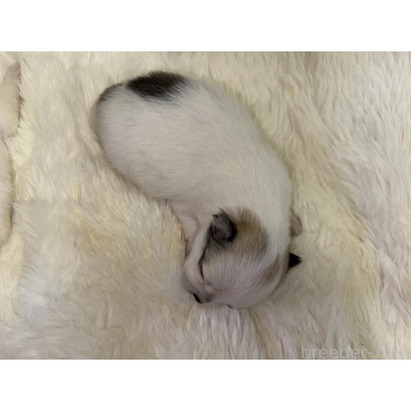 販売中の福岡県のポメチワ:ポメラニアン×チワワ-449428の5枚目