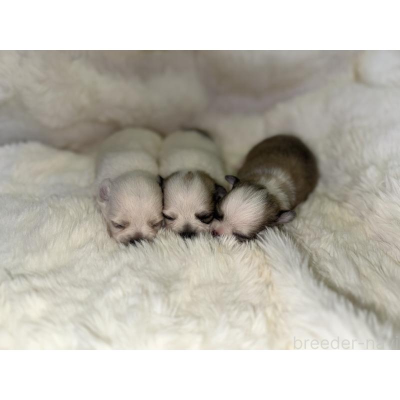 販売中の福岡県のポメチワ:ポメラニアン×チワワ-449428の4枚目