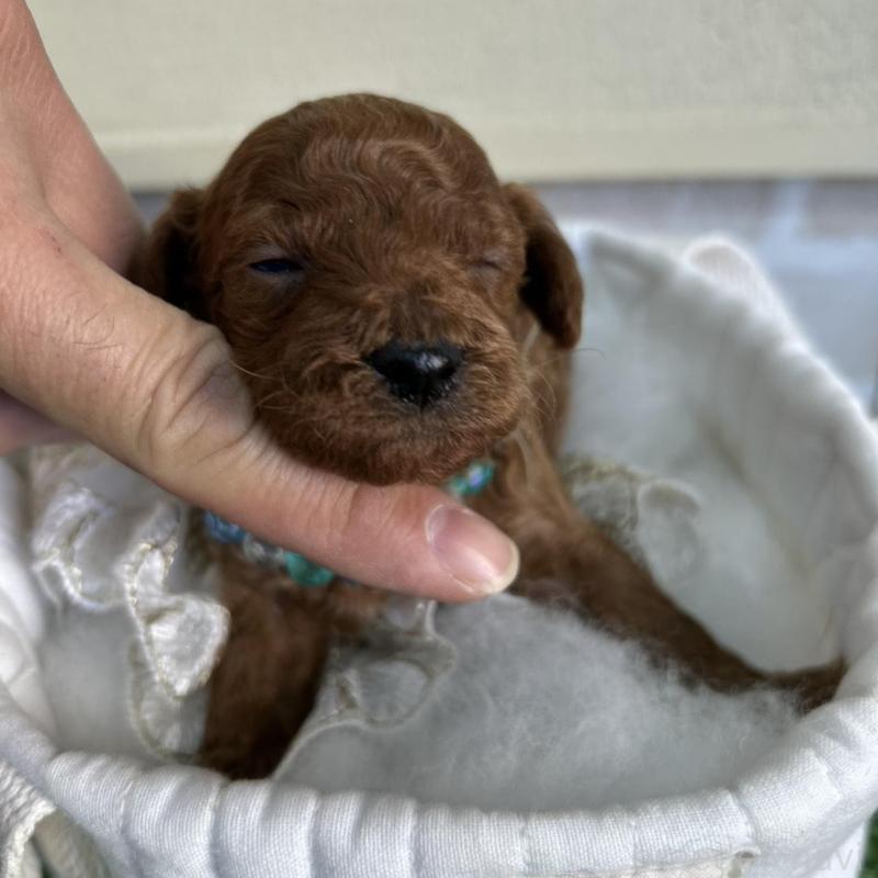 販売中の北海道のトイプードル-449429の10枚目