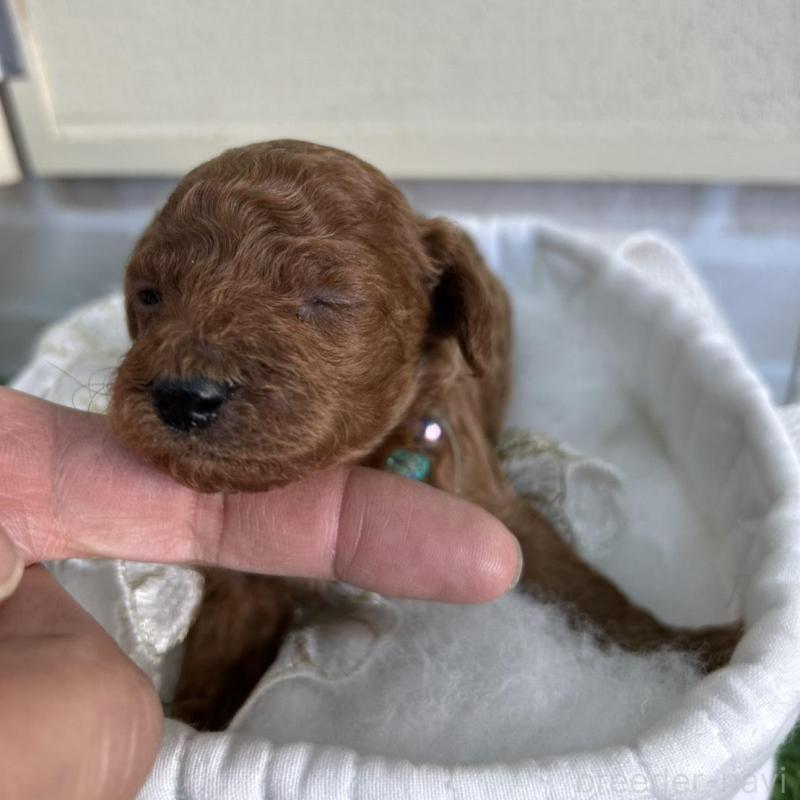 販売中の北海道のトイプードル-449429の1枚目