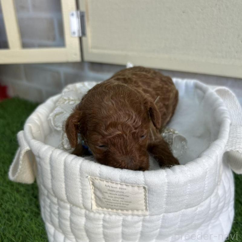 販売中の北海道のトイプードル-449429の9枚目