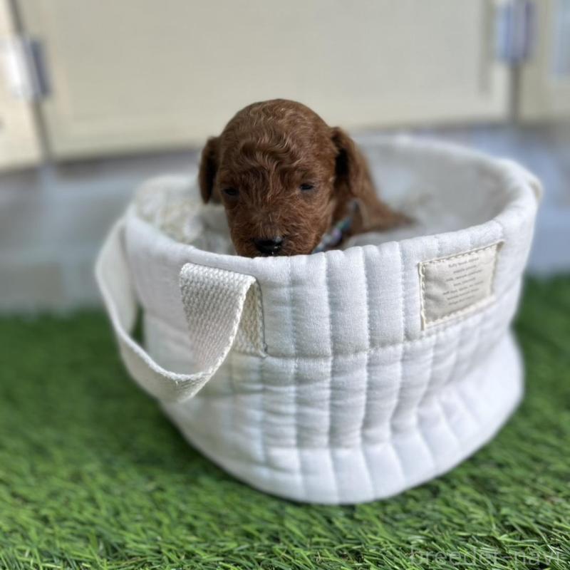 販売中の北海道のトイプードル-449429の8枚目