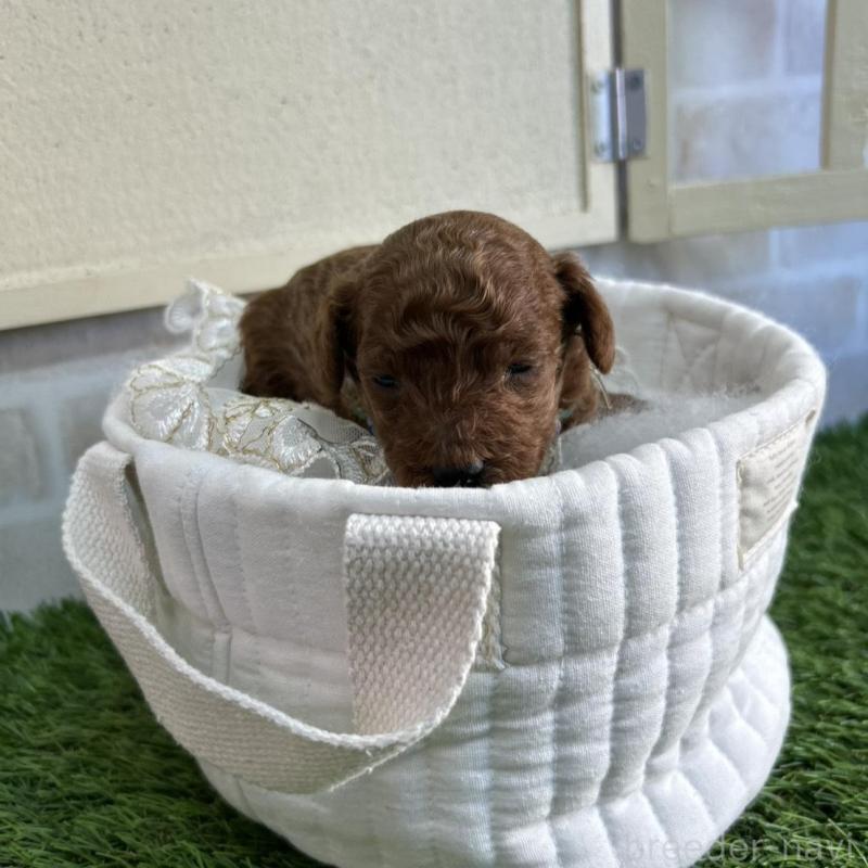 販売中の北海道のトイプードル-449429の7枚目