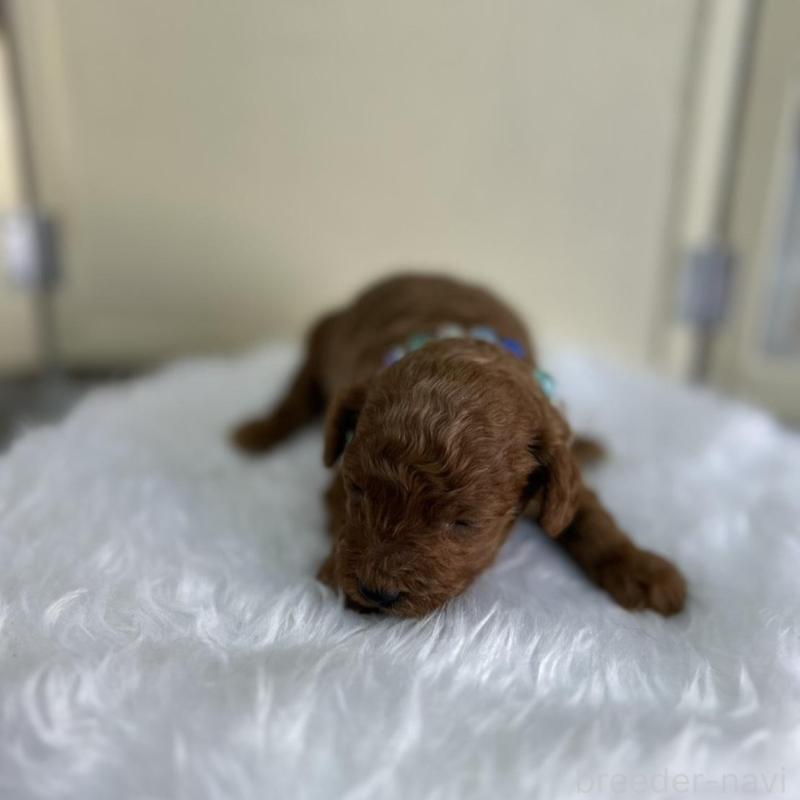 販売中の北海道のトイプードル-449429の6枚目