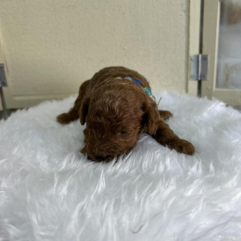 販売中の北海道のトイプードル-449429の5枚目