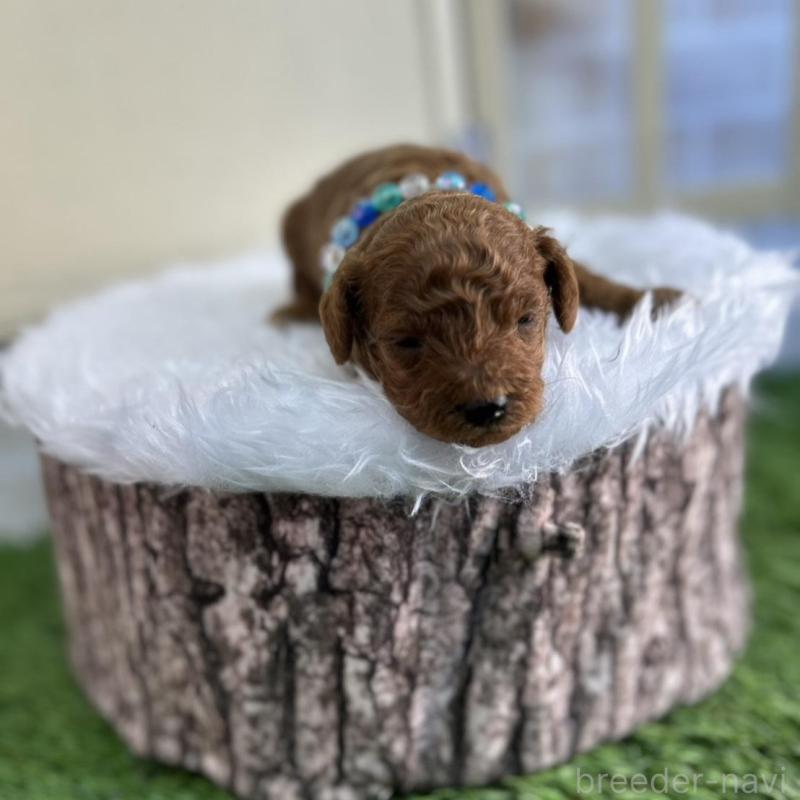 販売中の北海道のトイプードル-449429の4枚目