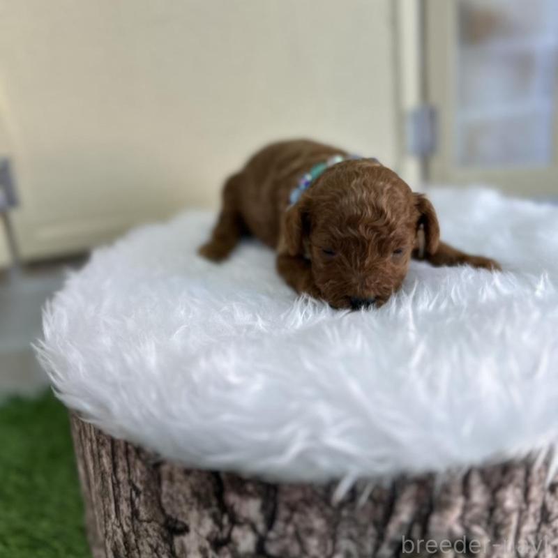 販売中の北海道のトイプードル-449429の3枚目